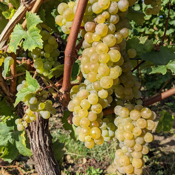 You are currently viewing Om druesorten Riesling